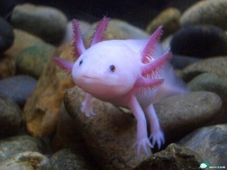 axolotl-2