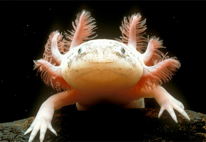 axolotl-3