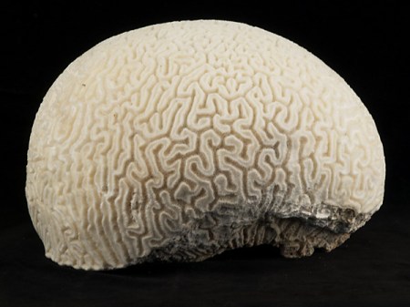 braincoral1