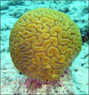 c_coral_vs_cricket_300