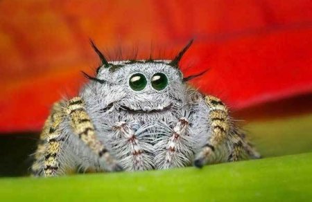 eyes_of_spider_10