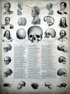phrenology-chart