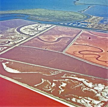halobacteria_in_san_francisco_bay