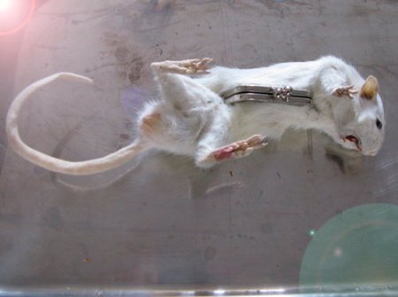 ta77XirPVppavh9uGDmqbYAHo1_500