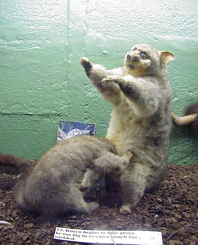 ta77XirPVppczl59Z316wzN4o1_500