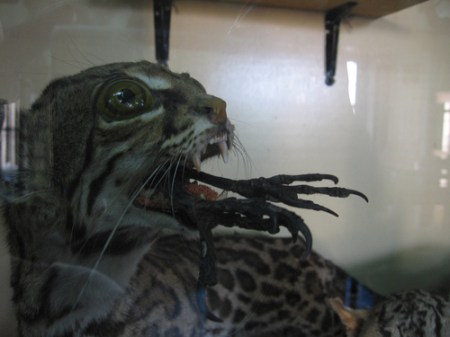 ta77XirPVppdgsqy8UDOHS6ko1_500