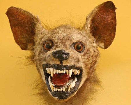 ta77XirPVpxvd25poMiuWxP9o1_500