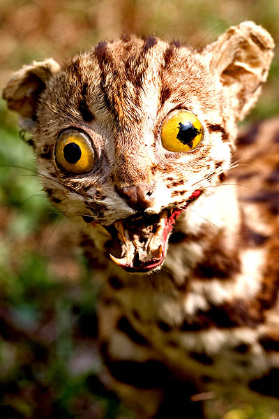 ta77XirPVpxvn38gpaOPetaGo1_400