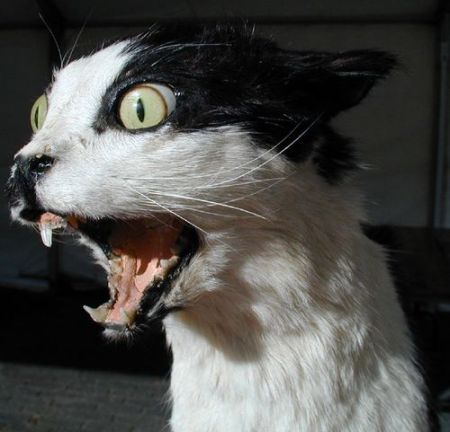 ta77XirPVpxx1fziI4qPVxcKo1_500