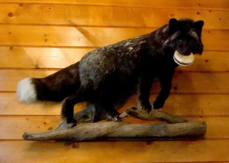 ta77XirPVqgj5hfvWi7dnSqXo1_500