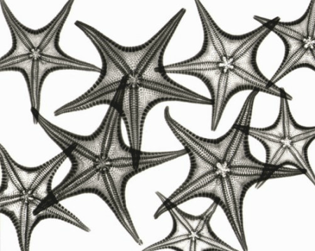 Starfishes.jpg