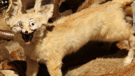 140404120146-crappy-taxidermy-smiling-thing-horizontal-gallery