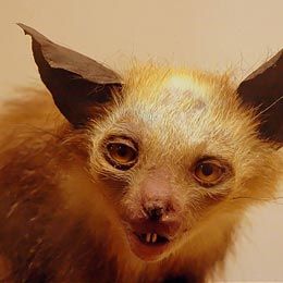 323325d88422ccabb1093c31f4aa690c