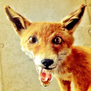 bad-taxidermy-fox