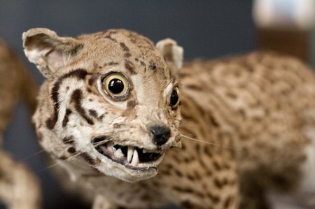 badtaxidermy11