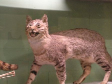 badtaxidermy6
