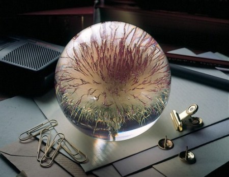 OPEN THISTLE-500x500