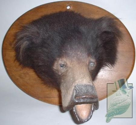 tumblr_lmy4idX5iv1qkmnl1o1_500