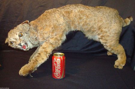 tumblr_mwnf1lgVdZ1qze1jro1_500