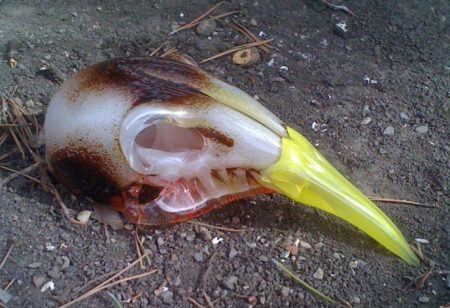 007-birdskull9-glass-4x6x3-2010-7