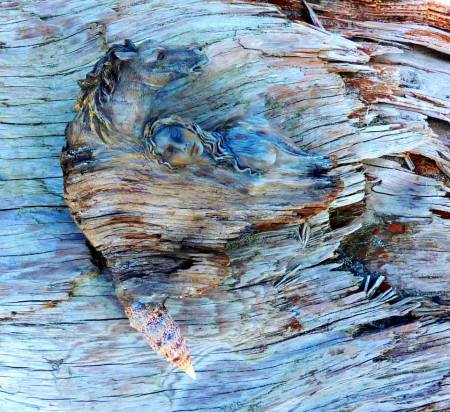 1017200_543073479068002_1125249382_n