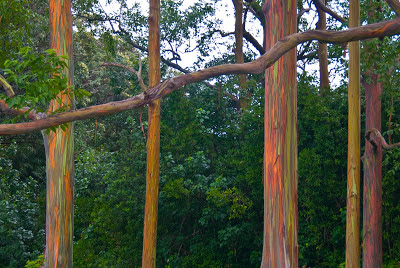 eucalyptus_deglupta