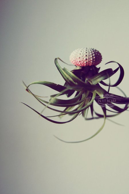 il_570xN.389570740_lnoc