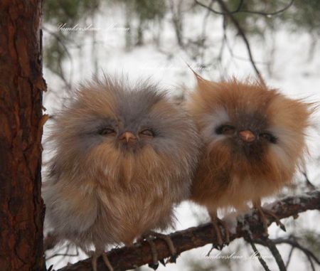 owlets
