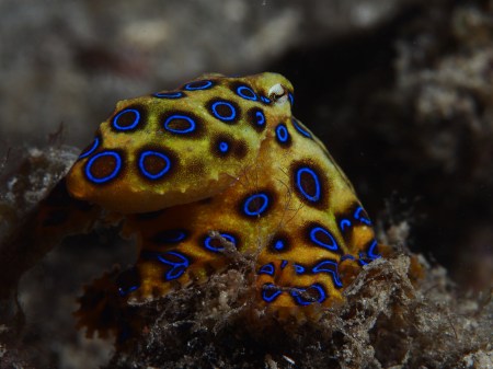 blue-ringed_octopus