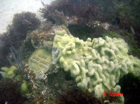 Sarasota-reef-growth
