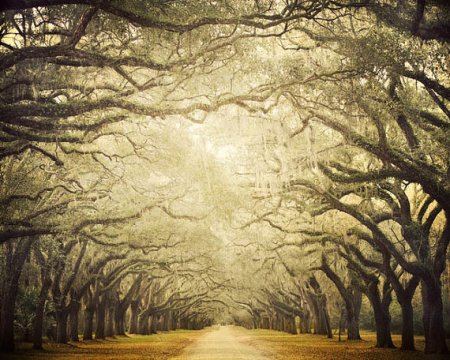 il_570xN.518545656_cgv9