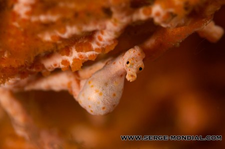 denise_seahorse_pregnant