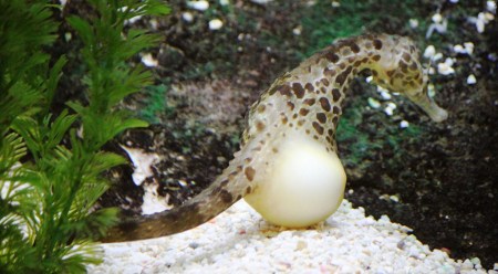 pregnant_seahorse