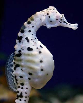 Seahorse
