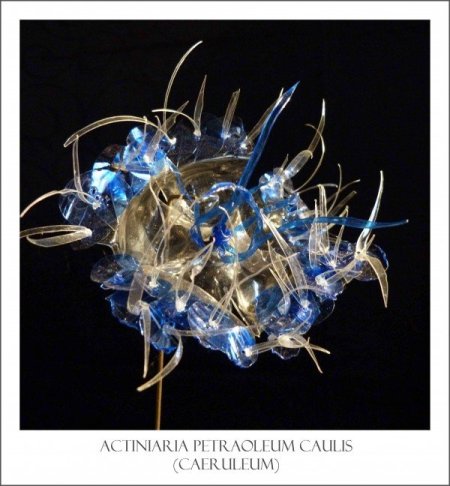 600x648xanemone-epineux-bleu-600x648.jpg.pagespeed.ic.GNFW4CLq2M