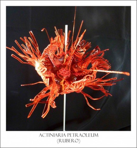 600x648xanemone-rouge-600x648.jpg.pagespeed.ic.OvjBuyIddf