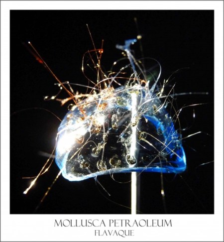 600x648xmollusquebicolor-600x648.jpg.pagespeed.ic.6yfUtA368g