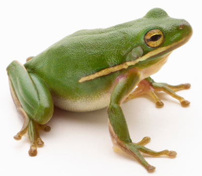 frog-1
