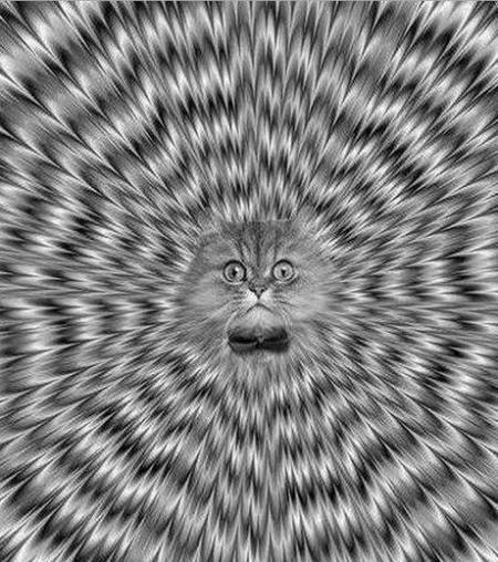 10455179_828254977233513_5962283766036195286_n