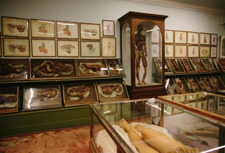 la-specola-anatomy-02